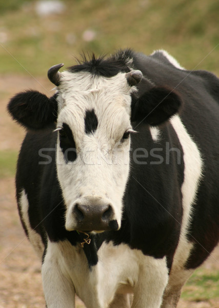 Cow Looking Straight Ahead Stock photo © rhamm