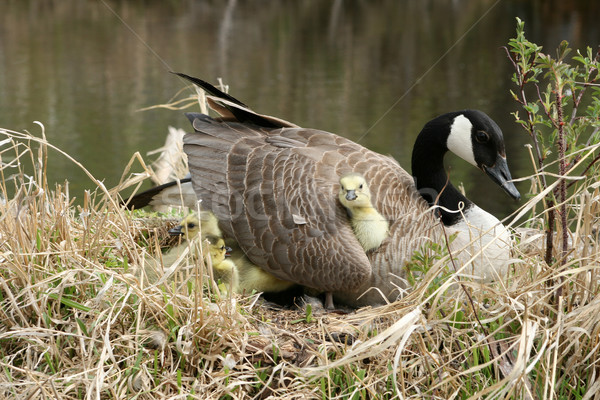 Canada Goose Gosling Getting Comfortable Stock photo © rhamm