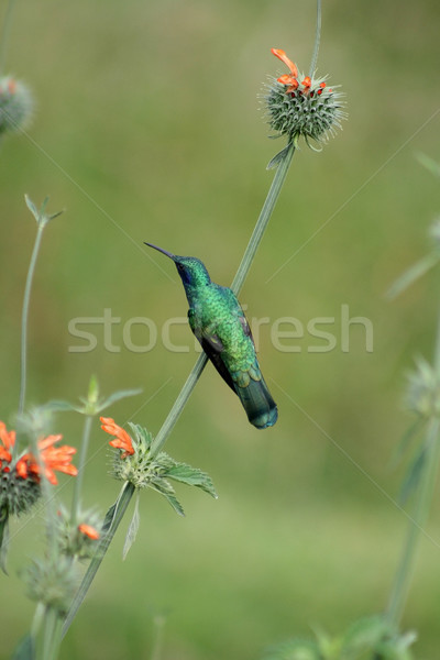 Stock photo: Sparkling Violetear Hummingbird on a Bush