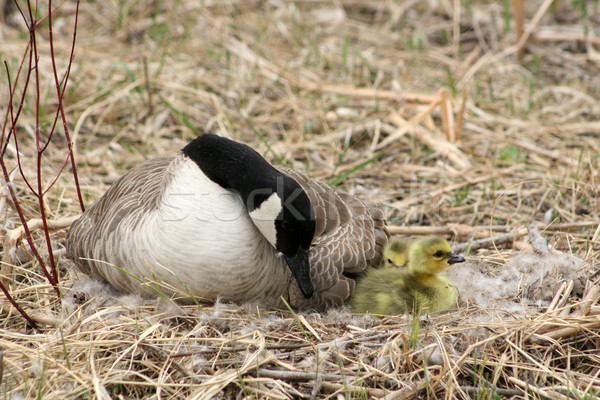 Female Canada Goose Watching Goslings Stock photo © rhamm