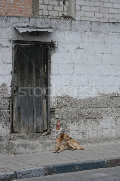 [[stock_photo]]: Vieux · porte · mur · de · pierre · chien · patiné · pied