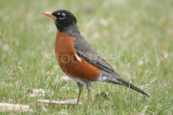 Foto stock: Americano · em · pé · campo · grama · primavera