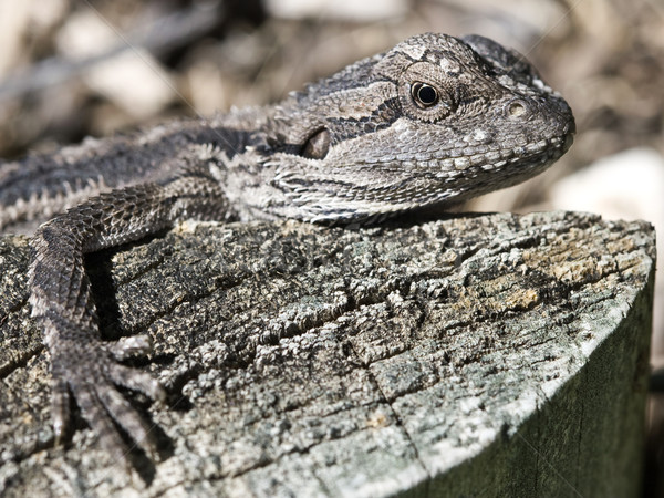 Bebê pescoço lagarto australiano jardim borda Foto stock © ribeiroantonio