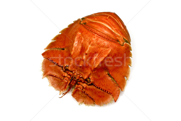 Erros bicho borboleta ventilador lagosta marrom Foto stock © ribeiroantonio