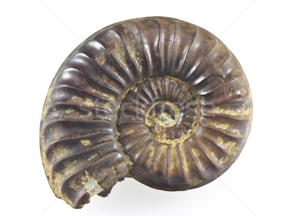 Ammonite Fossil Stock photo © ribeiroantonio
