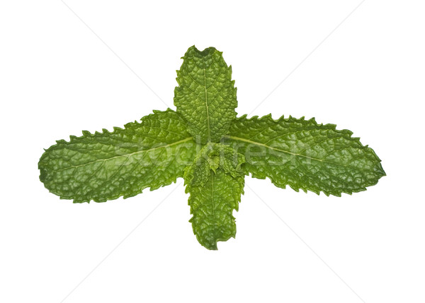 Stock photo: Fresh mint