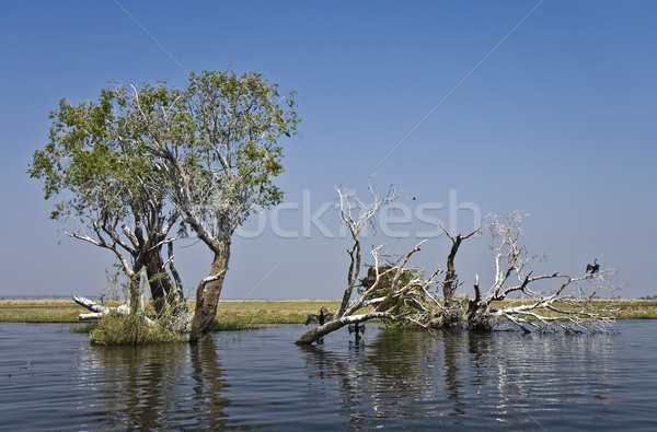 Chobe river Stock photo © ribeiroantonio