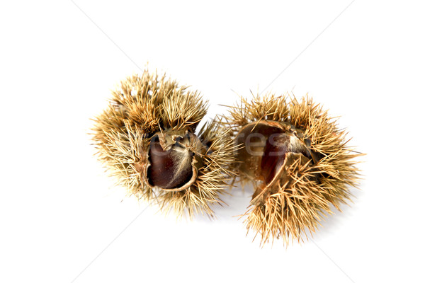 Chestnuts Stock photo © ribeiroantonio