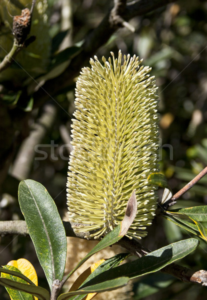 Banksia Flower Stock photo © ribeiroantonio