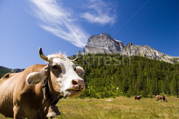 Montana vaca italiano naturales parque Foto stock © rmarinello