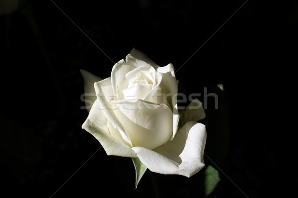 white rose on a dark background Stock photo © rmarinello