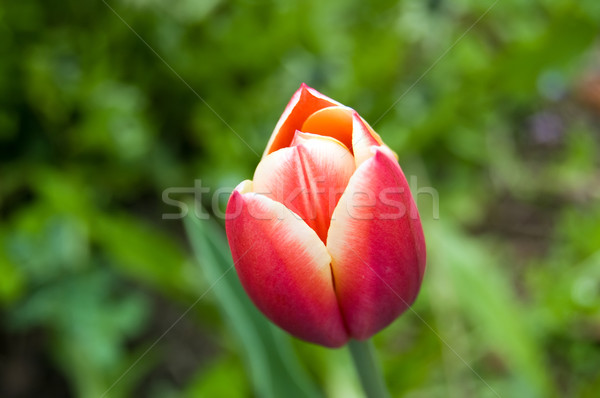 Laranja rosa tulipa jardim flor Foto stock © rmarinello