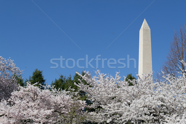 Stock photo: Washington Memorial overseeing the cherry blossom festival
