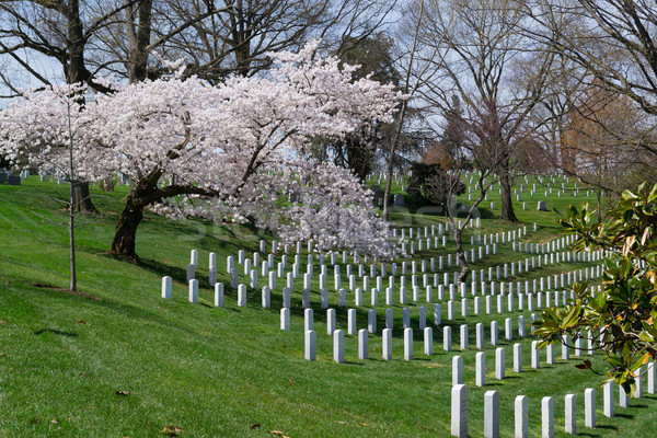 Spring coming to the Arlington Cemetery  Stock photo © rmbarricarte