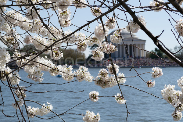 Cherry blossoms covering the Thomas Jefferson Memorial Stock photo © rmbarricarte