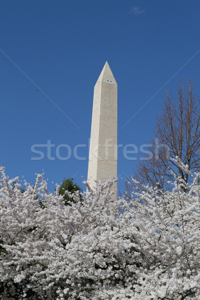 Hight of the Washington Memorial Stock photo © rmbarricarte