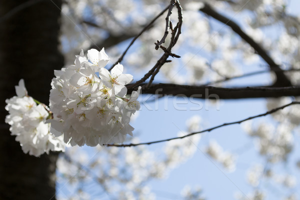 Cherry blossoms bunch Stock photo © rmbarricarte