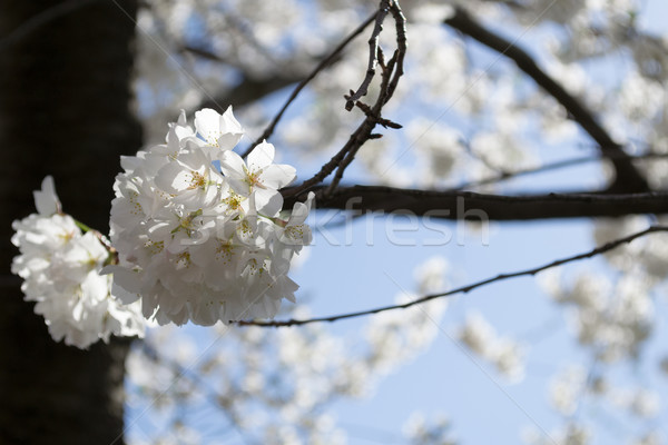 Cherry Blossom festiwalu wiosną uroczystości Zdjęcia stock © rmbarricarte