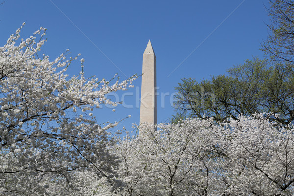 Washington Memorial and cherry blossoms Stock photo © rmbarricarte