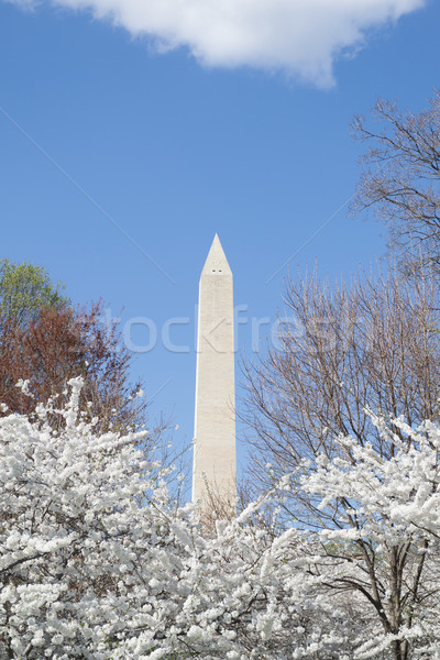 Washington memorial in spring Stock photo © rmbarricarte