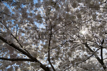White flowery sky Stock photo © rmbarricarte
