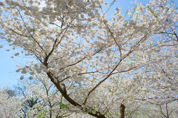 Cherry blossom tree Stock photo © rmbarricarte