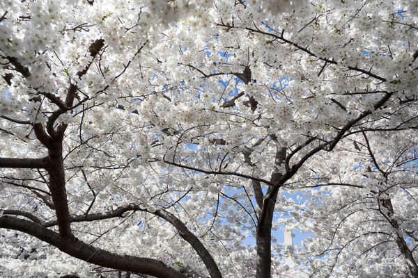 Biały Cherry Blossom festiwalu wiosną uroczystości Washington DC Zdjęcia stock © rmbarricarte