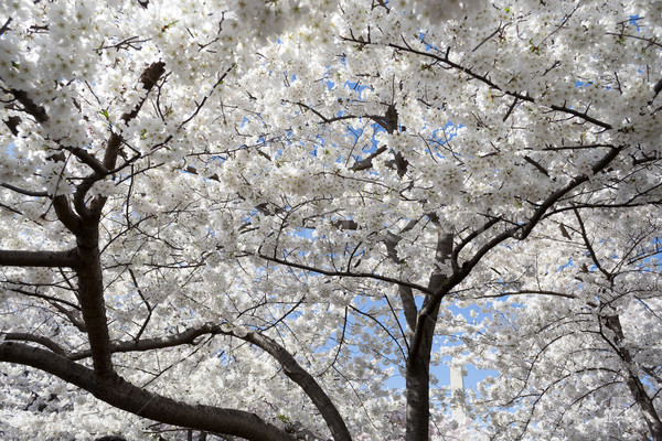 White floers during the Cherry Blossom festival Stock photo © rmbarricarte