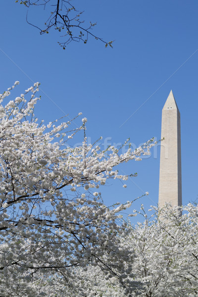 Washington Memorial between white flower Stock photo © rmbarricarte
