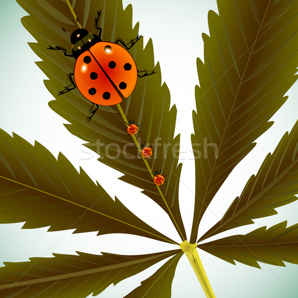 Coccinelle cannabis foglia abstract vettore arte Foto d'archivio © robertosch