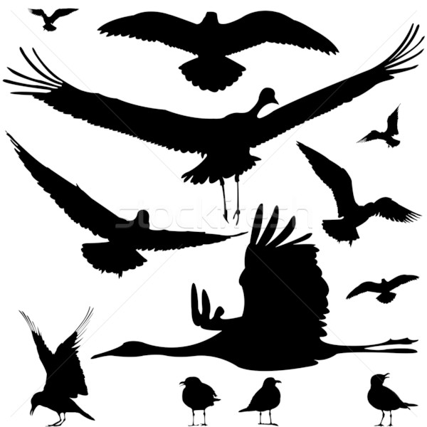 birds silhouettes Stock photo © robertosch