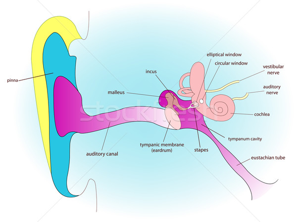 Stock photo: ear anatomy