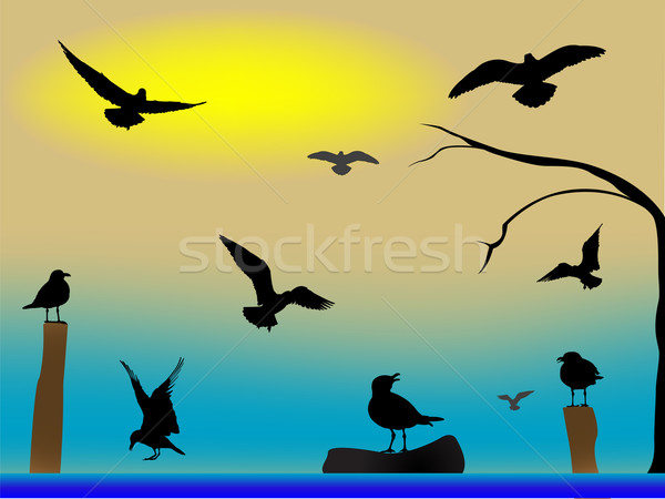 birds paradise Stock photo © robertosch