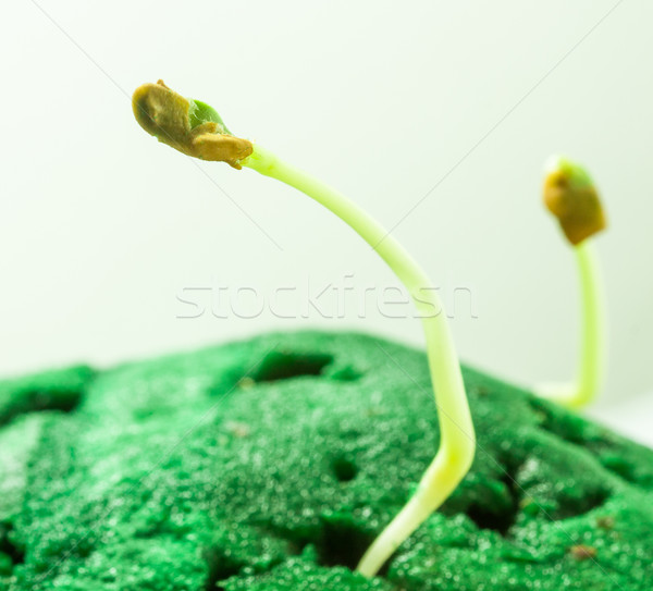 Vert semis croissance surface vie [[stock_photo]] © robinsonthomas