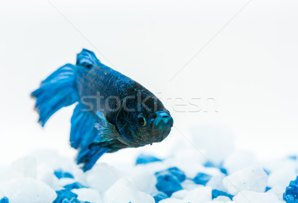 Blue betta fish. Fighter fish Stock photo © robinsonthomas