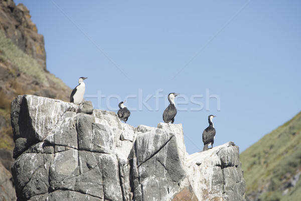 Cormorant birds on rock at Tasmanian ocean Stock photo © roboriginal