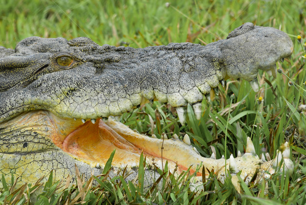 Saltwater Crocodile Australia Stock photo © roboriginal