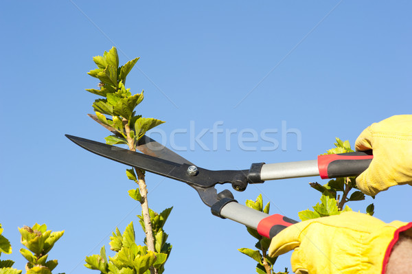 Garden work pruning tree sky background Stock photo © roboriginal