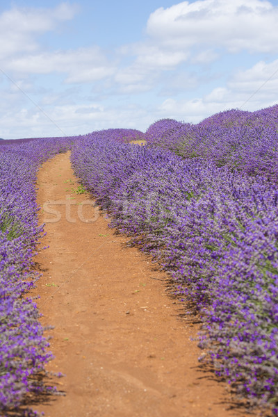 Purple lavender field red soil Australia Stock photo © roboriginal