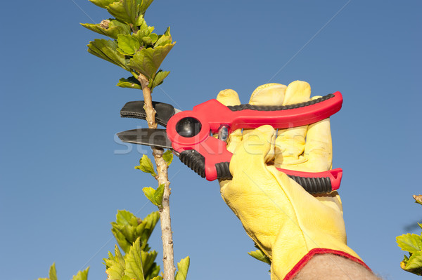 Garden work pruning tree sky background Stock photo © roboriginal