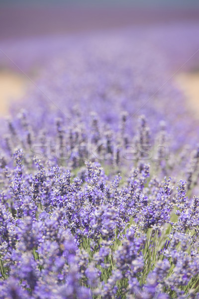 Tasmania Australia lavender field detail Stock photo © roboriginal