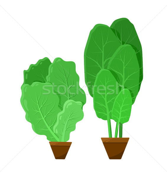 Green Bunches of Salad, Color Vector Illustration Stock photo © robuart