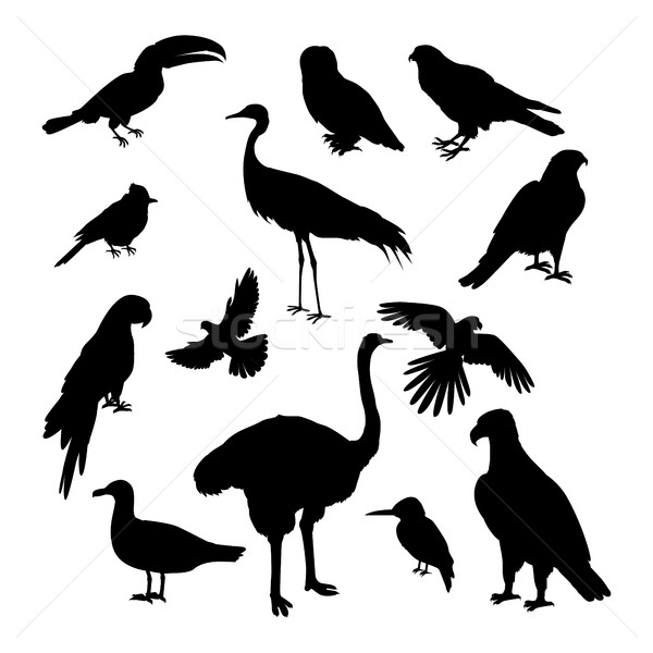 Szett madarak sziluettek vektor állatvilág sablon Stock fotó © robuart