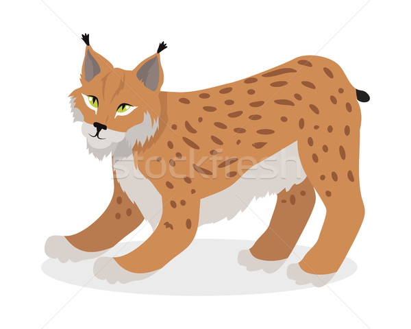 Lynx, Bobcat, Wildcat Isolated on White Cat family Stock photo © robuart