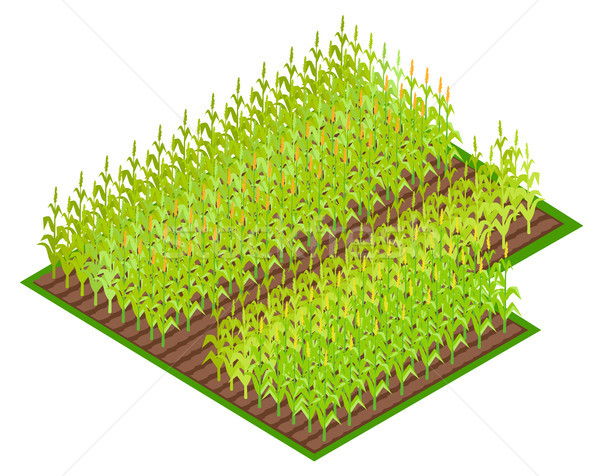 Campo creciente maíz ilustración hojas Foto stock © robuart