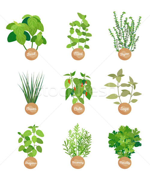 Сток-фото: базилик · мята · мудрец · Чили · специи · коллекция