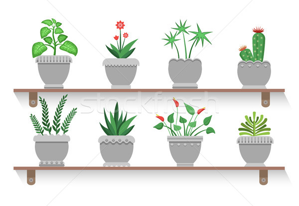 Flower Pots and Shelves Set Vector Illustration Stock photo © robuart