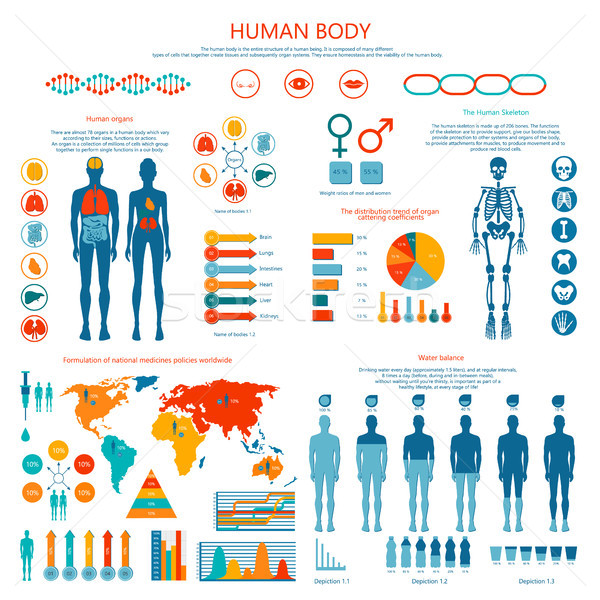 Concept of Human Body Colored Infographic Cartoon Stock photo © robuart