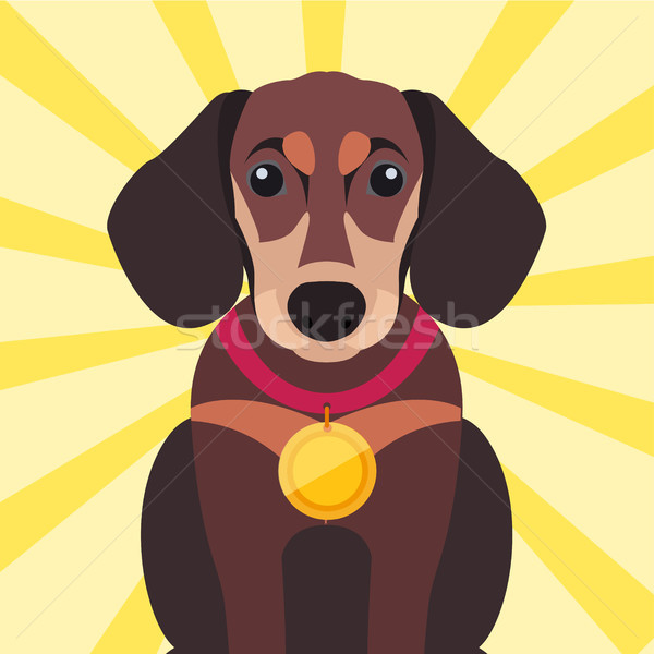 Brown Dachshund Close-up with Gold Medal on Neck Stock photo © robuart
