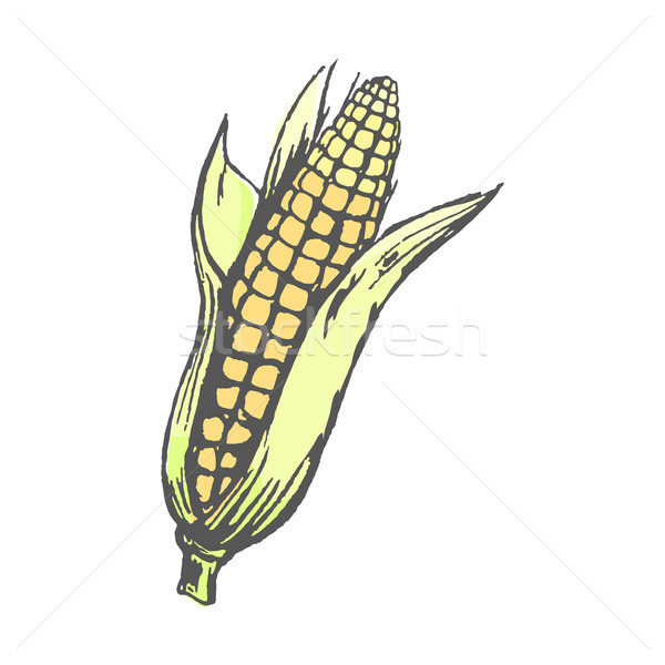 Dojrzały kukurydza pozostawia odizolowany ilustracja szkic Zdjęcia stock © robuart